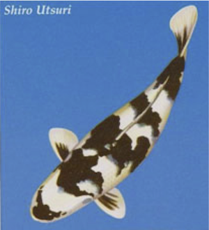 Shiro Utsuri